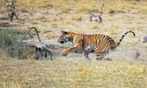 SOICAU247AZ.COM Hổ săn mồi