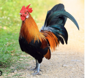 Soi cầu 247 mơ thấy gà trống đánh lô đề gì hôm nay