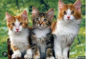 Soi cầu 247 giải mã giấc mơ thấy mèo 