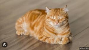 Những giấc mơ thấy mèo thường gặp 