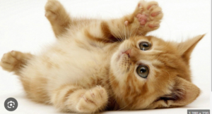 Những giấc mơ thấy mèo thường gặp