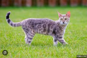 Soi cầu 247az.com nằm mơ thấy mèo đánh số mấy 