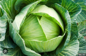 mơ thấy bắp cải