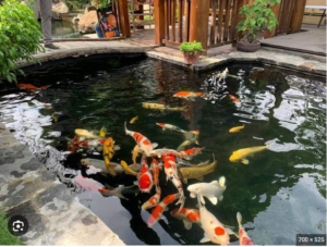 Mơ thấy bể nuôi cá cảnh