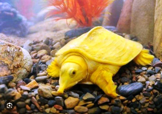 Mơ thấy ba ba đánh con gì? Giải mã giấc mơ và con số may mắn