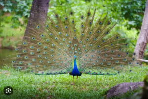 GIẢI MÃ GIẤC MƠ LÔ ĐỀ 